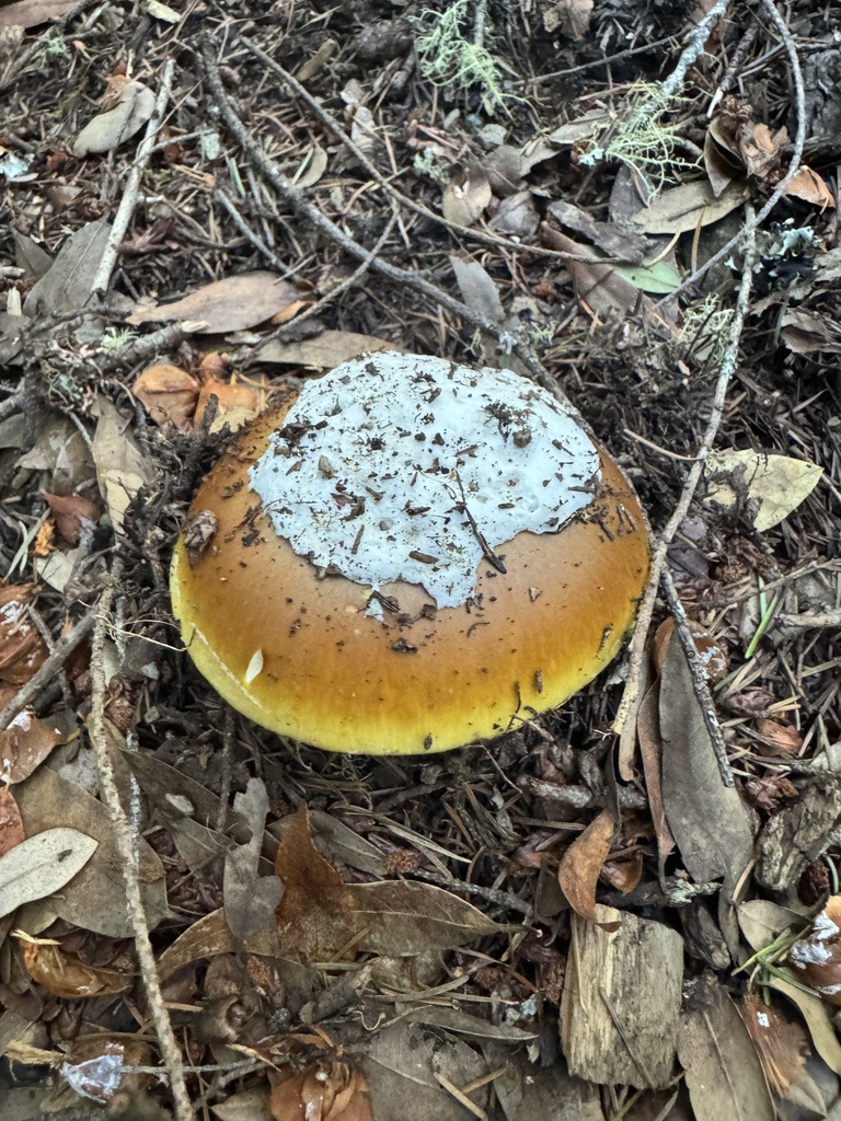 Amanita calyptroderma · November 2025 · photo: © andriikhmelkov (iNaturalist, cc-by-sa)