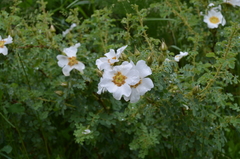 Rosa fedtschenkoana