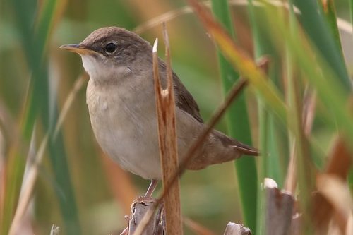 Savi's Warbler, photo 6 of 7