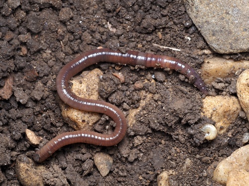 Amynthas gracilis observed 2025-10-30
