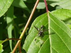 Physocephala marginata