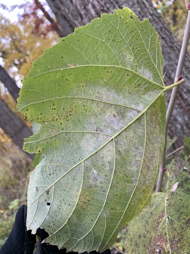 Erysiphe clintonii observed 2025-11-01