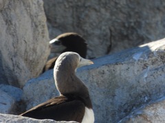 Sula leucogaster brewsteri