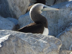 Sula leucogaster brewsteri