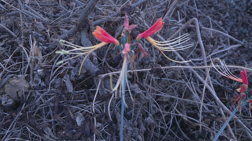 Eucrosia bicolor, photograph 6