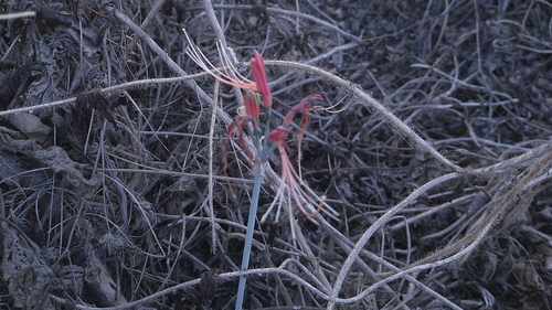 Eucrosia bicolor, photograph 4