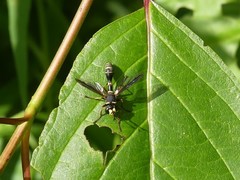 Physocephala marginata