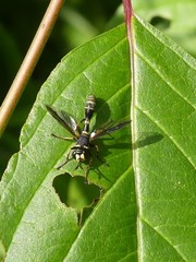 Physocephala marginata