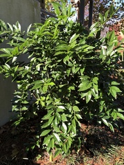 Cocculus laurifolius