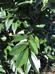 Cocculus laurifolius