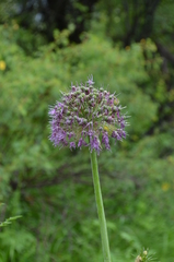 Allium dodecadontum