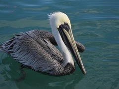 Pelecanus occidentalis