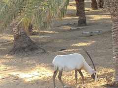 Oryx leucoryx