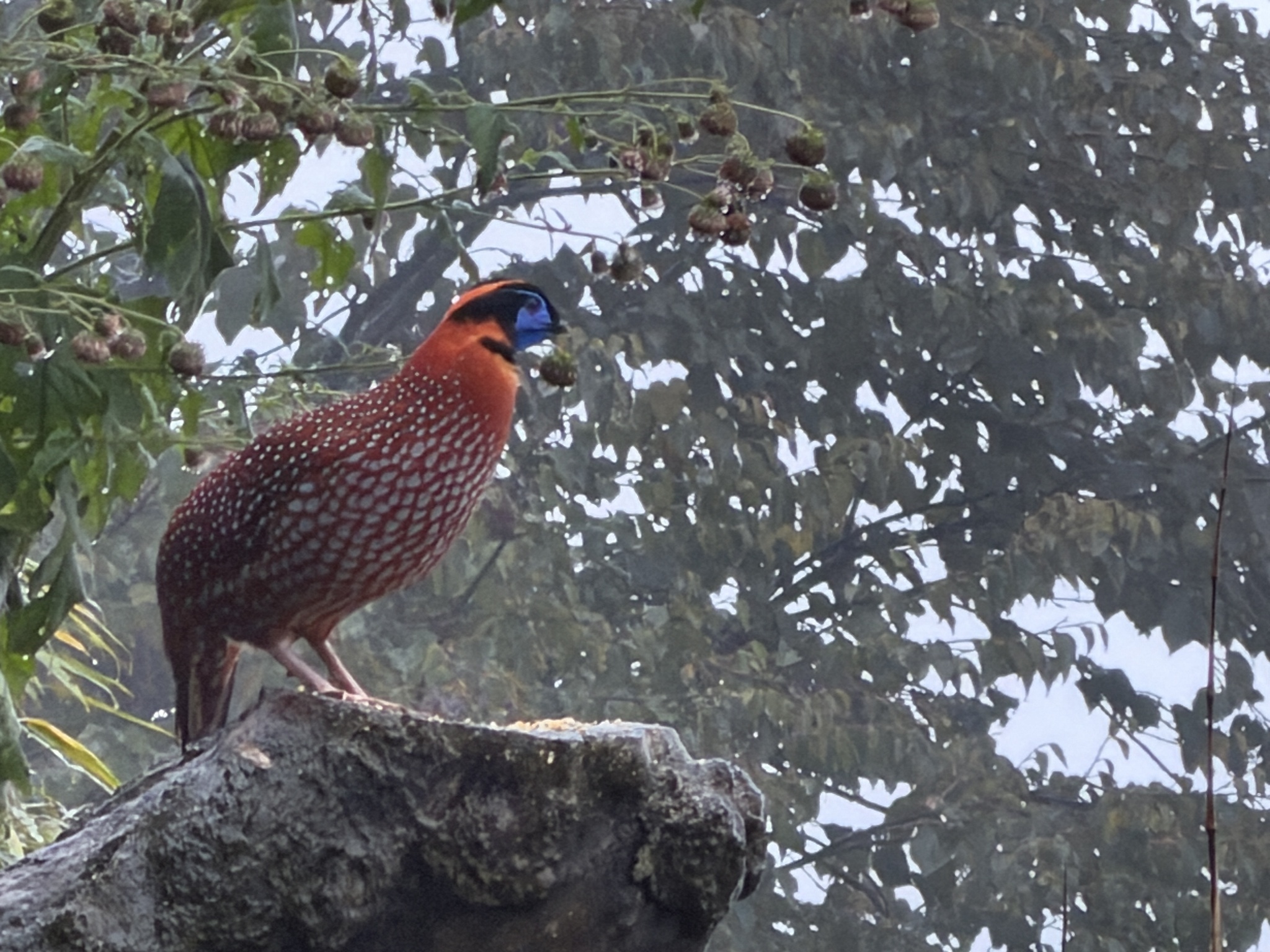 Temminck's Tragopan