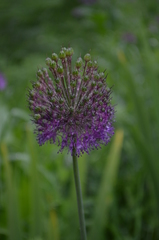 Allium dodecadontum
