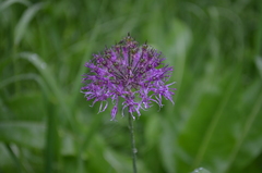Allium dodecadontum