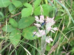 Cyanallagma interruptum