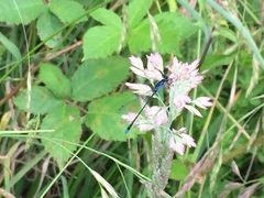 Cyanallagma interruptum