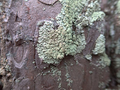 Parmeliopsis ambigua