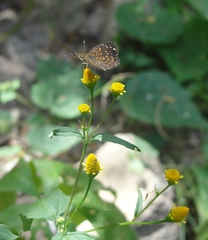 Acmella uliginosa