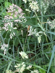 Lestes undulatus