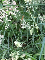 Lestes undulatus
