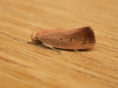 Acanthodela protophaes