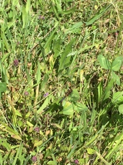 Erythrodiplax connata