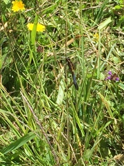 Erythrodiplax connata