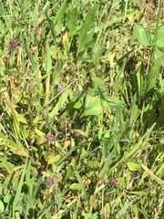 Erythrodiplax connata