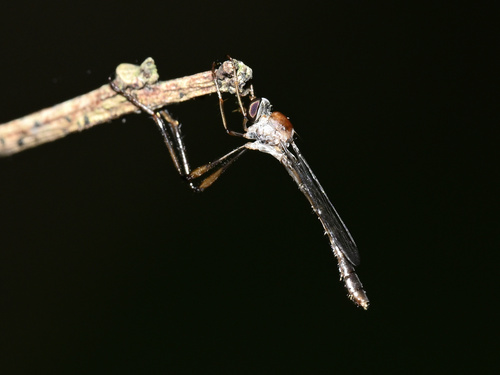 Unknown species found near Coconut Creek, FL, USA