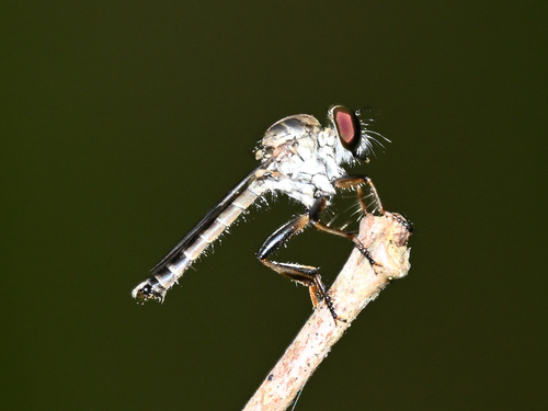 Unknown species found near Coconut Creek, FL, USA
