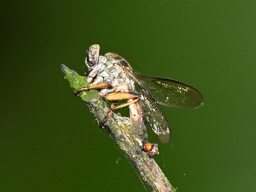 Unknown species found near Coconut Creek, FL, USA
