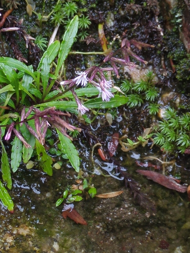 Ainsliaea faurieana iNat (3)