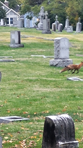 Red Fox photographed in Ohio