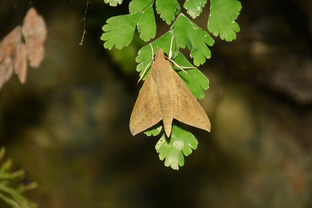 Theretra tryoni (Theretra tryoni)