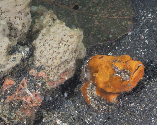 Scorpaenopsis neglecta observed 2025-09-12