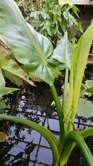 Typhonodorum lindleyanum