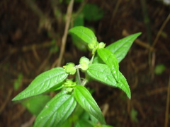 Delilia biflora