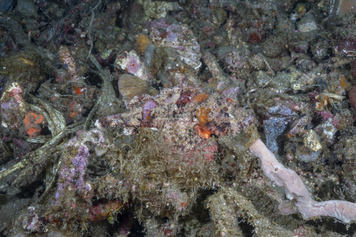 Scorpaenopsis papuensis observed 2025-09-08
