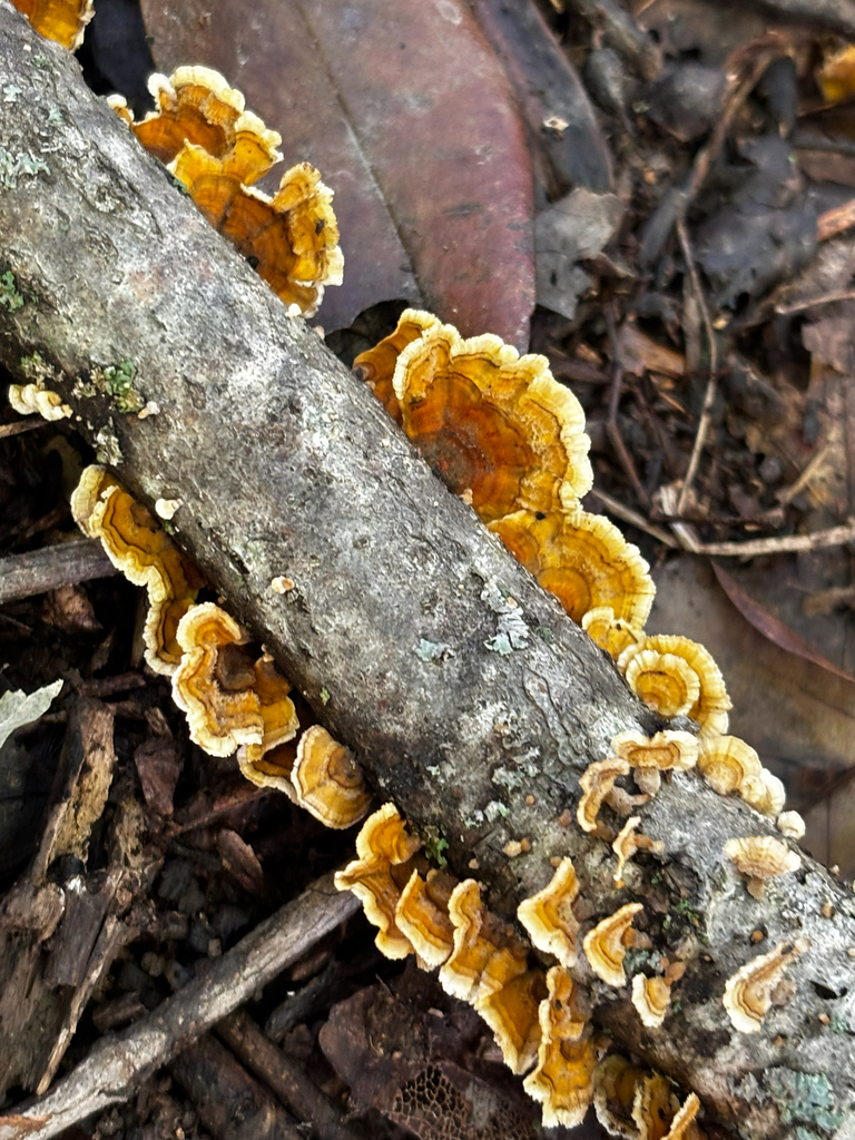 Stereum complicatum · November 2025 · photo: © bathroomstahl (iNaturalist, cc-by)