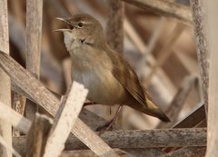 Locustella luscinioides