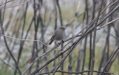 Phoenicurus ochruros