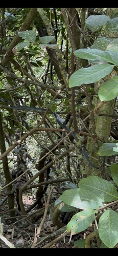 Common Tree Snake sighting