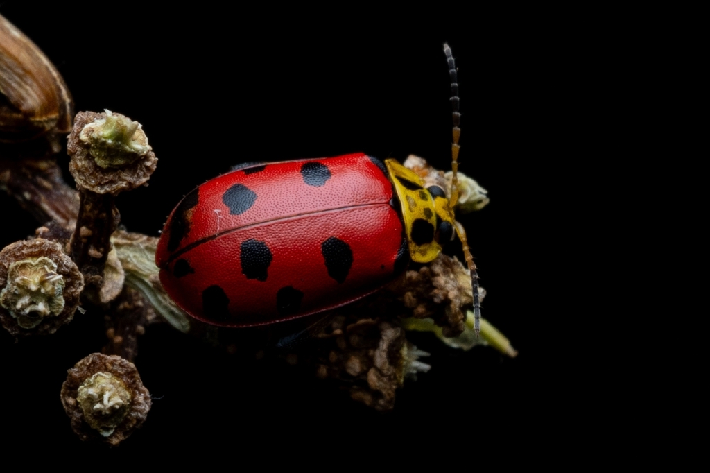 Alagoasa nigromaculata