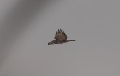 Buteo buteo