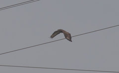 Buteo buteo