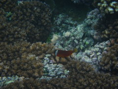 Amphiprion barberi