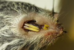 Clethrionomys glareolus