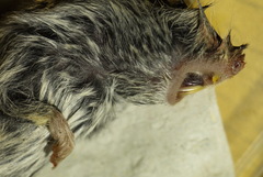 Clethrionomys glareolus